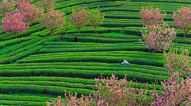 当樱花开在茶园 画面有多美？