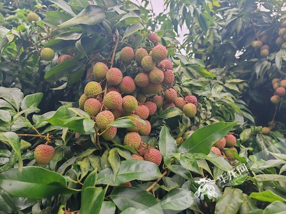 涪陵南沱镇荔枝成熟,静候游客采摘。华龙网记者 李黎 摄