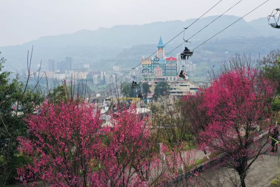 图为红梅绽放景色。杨孝永 摄 图为红梅绽放景色。杨孝永 摄