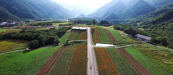 【&ldquo;飞阅&rdquo;中国】航拍重庆高山草场红池坝 感受夏日云中花海