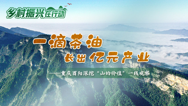 乡村振兴在行动｜一滴茶油长出亿元产业——重庆酉阳深挖“山的价值”一线观察